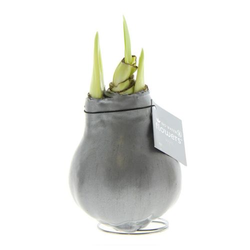 Amaryllis bulb in gift box - Image 11